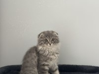 Scottish Fold Uzun Tüylü Kırık Kulak 2 Aylık