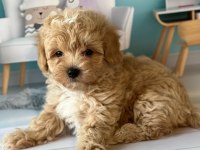 DÜNYA TATLISI F2 MALTİPOO YAVRULARI