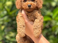 Tüy dökmeyen poodle yavruları