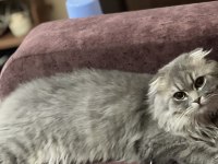 Oğluşumuza dişi kedi arıyoruz
