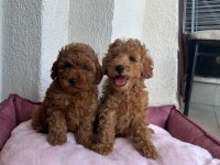 SEVİMLİ TOY POODLE YAVRULAR 