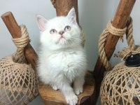 ÜST KALİTE MAVİ GÖZLÜ BRİTİSH LONGHAİR