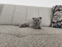 Erkek 50 günlük yavru scottish fold