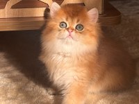 BİRBİRİNDEN GÜZEL YAVRU KEDİLER