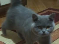 Dişi british shorthair