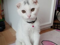 4 aylık scottish fold