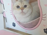 British shorthair by33 şecereli