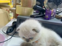 50 günlük bebek yavru scottish fold