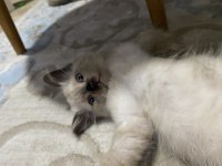 SİYAM KEDİSİ EĞİTİMLERİ TAM YAVRULAR