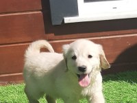 Golden Bebeklerimiz Aşıları Tam