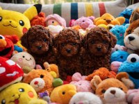 Kore kan hattına sahip nadir bulunan toy poodle yavrular