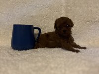 Teacup mikro Poodle bebeklerimiz