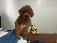2.5 aylık orijinal toy poodle