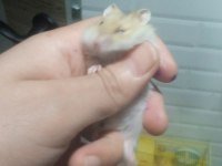 Avrupa safkan gonzales hamster yavrular