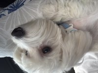 Maltese terrier 7 aylık