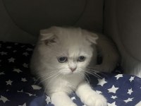 3 aylık scottish fold yavrumuza yuva arıyoruz