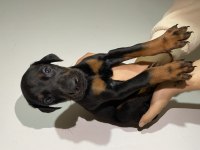 Anne baba şecereli doberman yavrularımız