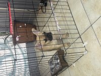 3-4 Aylık Dişi French Bulldog