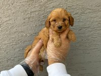 IRK VE SAĞLIK GARANTİLİ MALTİPOO BEBEKLER