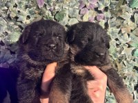 Burkemden a kan alman çoban köpeği yavruları