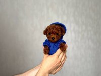 Toy Poodle Yavrularımız | Irk & Sağlık Garantili