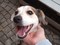 Jack russell köpeğimiz Lindaa için yuva