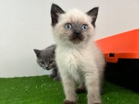 Irk Ve Sağlık Garantili British Shorthair Kedisi