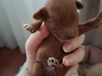 Fırsat Yavruları Bebek Yüzlü Maltipoo Poodle Ayarında
