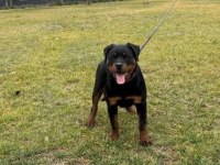 Harika rottweiler bebek köpekler