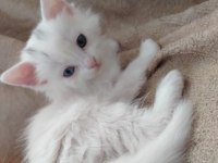 British longhair yavru 65 günlük