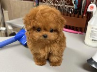 GERÇEK TOY POODLE BEBEKLERİM