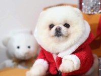 Güzeller güzeli pomeranian kızım yeni yuvasını arıyor