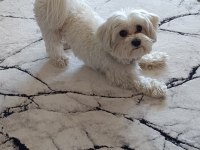 Maltese terrier 1,5 yaşında