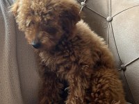 Toy poodle 3 aylık dişi eğitimli