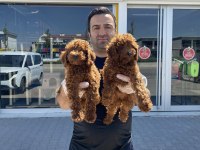 Show Kalite Toy Poodle Yavrular Ankara Mağazamızda