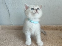 British shorthair yavru kediler