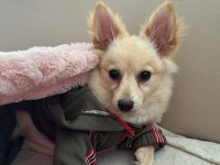 Pomeranian spitz