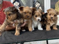 Petmode köpek çiftliğinden tea cup morkie yavrular