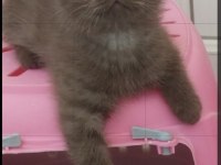 Güzel british shorthair yavrular