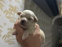 Maltipoo bebekleri