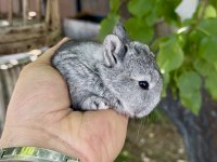 Netherland Dwarf Orjinal Cüce Tavşanlar