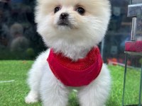 POMERANİAN BOO BEBEKLER İYİSİ DEĞİL EN İYİSİ