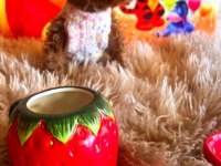 Anne yanından toy poodle bebekler