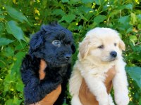 SİYAH VE BEYAZ MALTİPOO YAVRULARIM