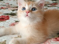 GOLDEN BRİTİSH SHORTHAİR ERKEK