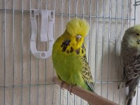 Show Jumbo Muhabbet Kuşları