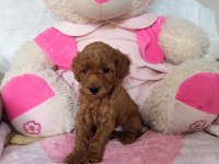 KORE SAF KALİTE SÜT BEBEKLER 14 ŞUBAT BEBEKLERİ KÖPEKLER