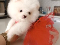 Dişi yavru pomeranian boo sahibini bekliyor