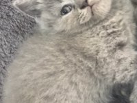 Minnak kedim sahiplendirilecektir