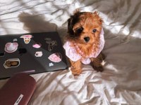 Maltipoo Kore